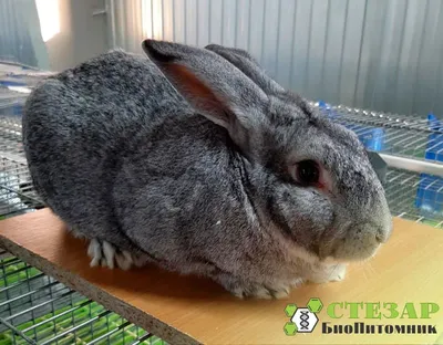 Топ-5 необычных карликовых пород кроликов - Лента новостей Крыма