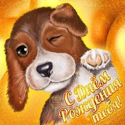 Картинки по запросу поздравления золотом | С днем рождения собака, Смешные  открытки, Открытки
