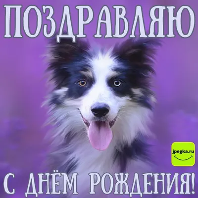 С днем рождения карточка собаки Иллюстрация вектора - иллюстрации  насчитывающей счастье, подарок: 111442023
