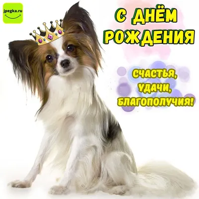 Поздравления для собаки (85 фото) - картинки sobakovod.club