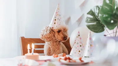 Открытки с днем рождения с собакой. 🐶🐾 40 (41 шт.)