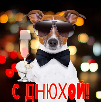 Очень неофициальная открытка на день рождения с прикольной собакой :) —  Скачайте на Davno.ru