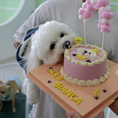День рожденье собаки | День рождения собаки, День рождения, С днем рождения  собака