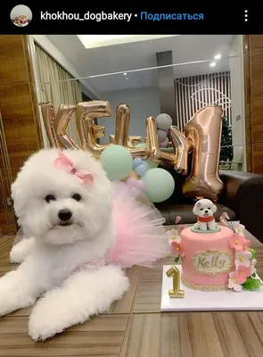 Картинка с милой собакой на день рождения Анечке