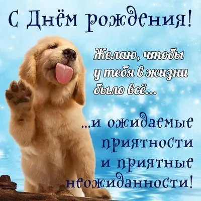 Забавная открытка с милой собакой на День рождения