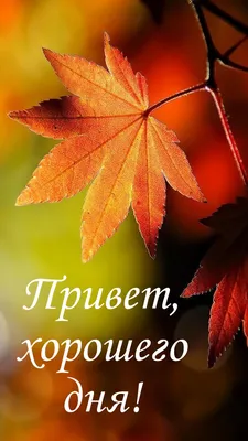 Картинки прекрасного осеннего утра и хорошего настроения с пожеланиями  красивые (56 фото) » Картинки и статусы про окружающий мир вокруг