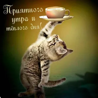прикольные пожелания доброго утра с кошками｜Поиск в TikTok
