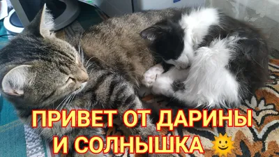 Танюша! Привет! Открытка с щенком. Милашный маленький щенок в цветах.