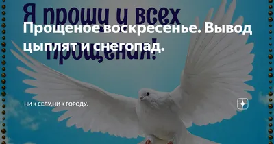 Прощеное воскресенье. Вывод цыплят и снегопад. | Ни к селу,ни к городу. |  Дзен