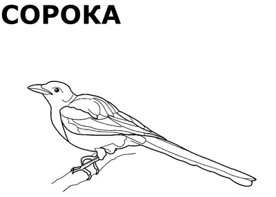Иллюстрация 1 из 16 для Раскраска Зимующие птицы | Лабиринт - книги.  Источник: Лабиринт