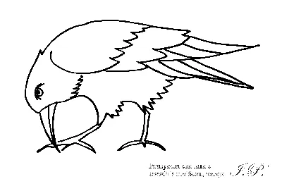 Раскраска зимующие птицы россии 😻 распечатать бесплатно