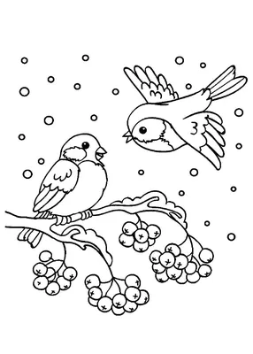 Зимующие птицы раскраски для детей - 83 фото