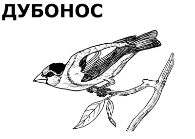 Две птицы на ветке раскраска детская - Раскраски от сайта В мире сказки!
