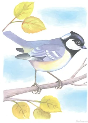 Раскраски птицы для 3 лет (50 фото) » рисунки для срисовки на Газ-квас.ком
