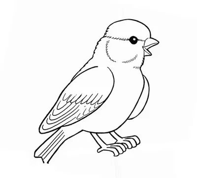 раскраски на тему зимующие птицы – Google Поиск | Bird coloring pages,  Coloring pages, Coloring books