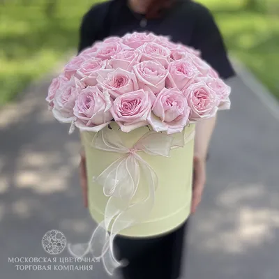 101 роза в шляпной коробке с бантом | доставка по Москве и области