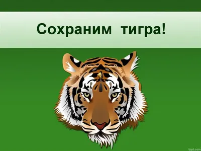 Международный день тигра | Окружающий мир