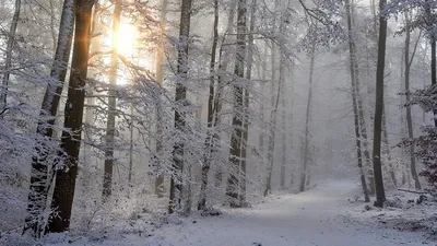 21 декабря - день зимнего солнцестояния