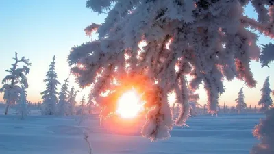 С Днём Зимнего солнцестояния! ~ Открытка (плейкаст)