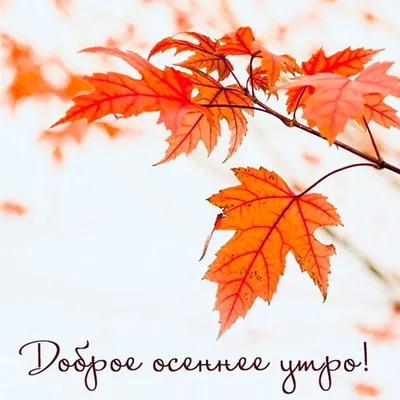 С Добрым Утром! 5 сентября. #открыткасдобрымутром #сдобрымутром #сдобр... |  TikTok