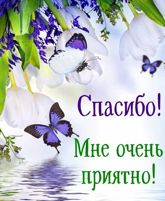 Скачать поздравление для международного дня \"Спасибо\" на смешной картинке -  С любовью, Mine-Chips.ru