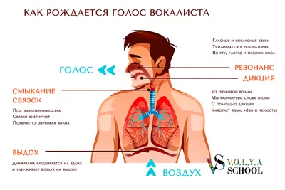 Строение голосового аппарата картинки