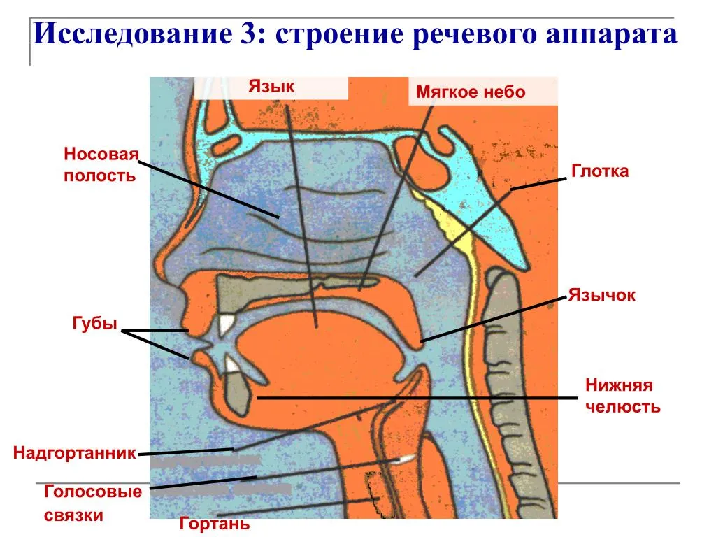 Речи голосового