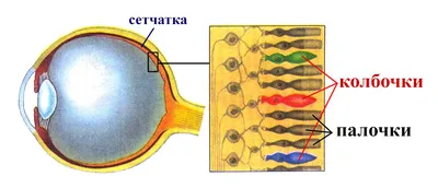 File:Red to Green Color Blindness.png - Wikiversity