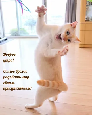 https://www.tiktok.com/@otkr_pozdr/video/7323987534063619329