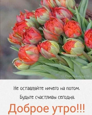 dolgie_prudy - Доброе утро, дорогие соседи 🌷 сегодня 9 марта - День  паники! На дворе март, весенний месяц, на термометре с утра - 16, обещают -  20, вчера была метель, город в