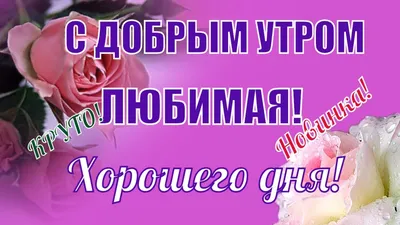 Позитивные картинки Доброе утро 😄 👇 - скачать | Доброе утро, Веселые  картинки, Забавные зверюшки