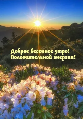 Весеннее 🌸🍃🌞🌿🌸 Утро доброе! | Доброе утро, Утренние цитаты, Смешные  открытки