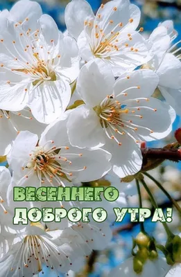 Доброе весеннее утро - самые новые открытки (68 ФОТО)