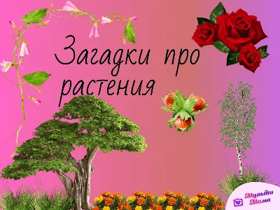 Лэпбук «Время года «Осень» (2 фото). Воспитателям детских садов, школьным  учителям и педагогам - Маам.ру