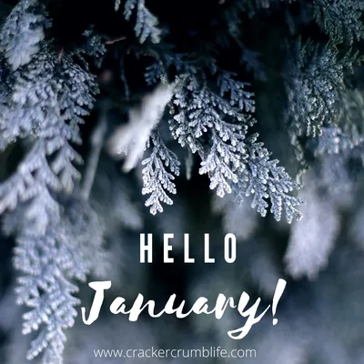 Hello January! – Still Life, With Cracker Crumbs..