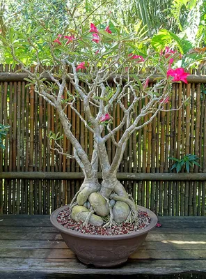 Adenium картинки