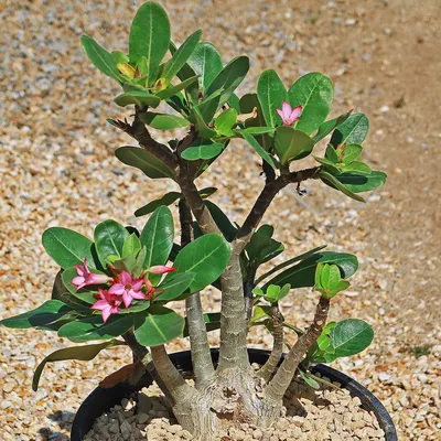 Desert Rose – Everything You Need to Know! – Planet Desert