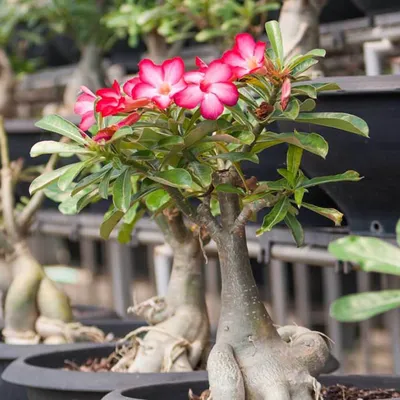 Adenium obesum - Wikipedia