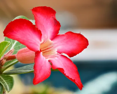 Adenium arabicum - 5 seeds — rareplant