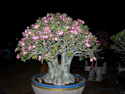 Adenium Plants Desert Rose Grow Various Stock Photo 2298383929 |  Shutterstock