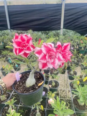 Adenium arabicum 'Dorset Horn' (DHA) - Tropics @Home