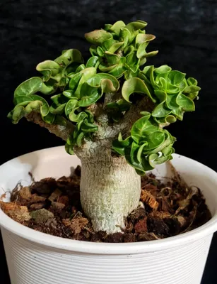 Adenium arabicum - 'Desert Rose' – Barsch Tropicals