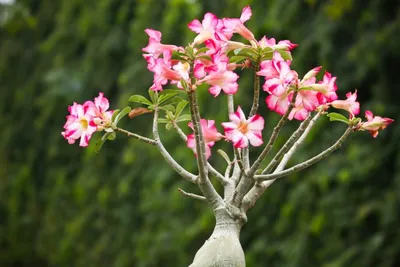 Buy Adenium Socotranum Succulent At Best Prices | Planet Desert