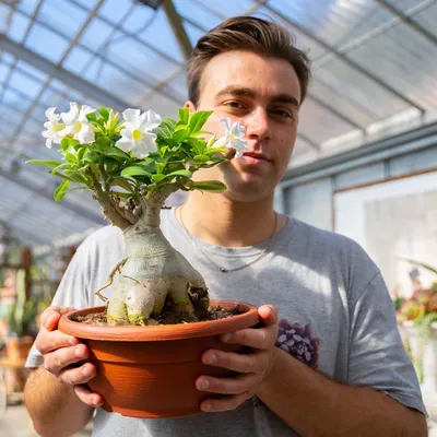 Bonsai Adenium Plant - Adenium obesum it's very happy because its Blood  Group O Positive ... 😀😀😊 . . . . . . . #like #share #adenium #plant  #flower #morning #goodmorning #nature #