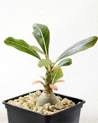 🌱 Adenium socotranum | Seedlings | Shop Now