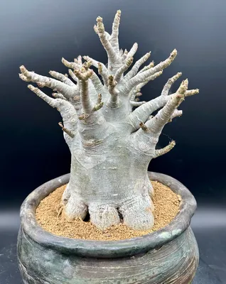 Adenium Arabicum, Desert Rose, Exotic Rare Plant, Unique Plant Collection,  Ship in Bare Root - Etsy