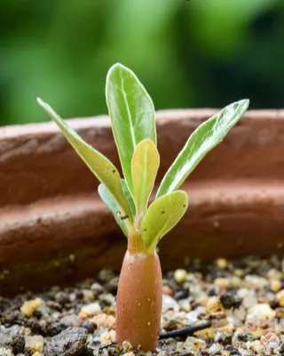 File:Adenium Seedling 18day Uthandi Aug21 D72 20806.jpg - Wikipedia