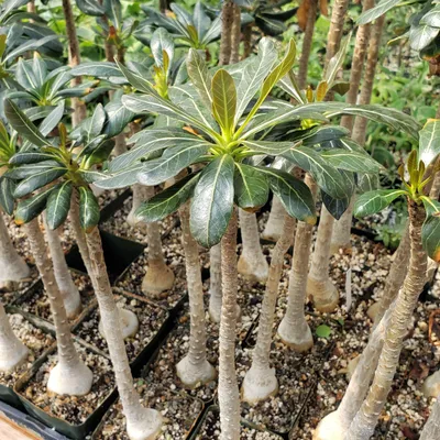 Adenium obesum 739F | Rare plants CactusMania