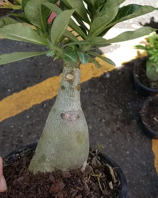 Adenium (Desert Rose) 'Rainbow' - Tropics @Home