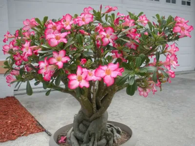 Adenium obesum (Desert Rose) - World of Succulents